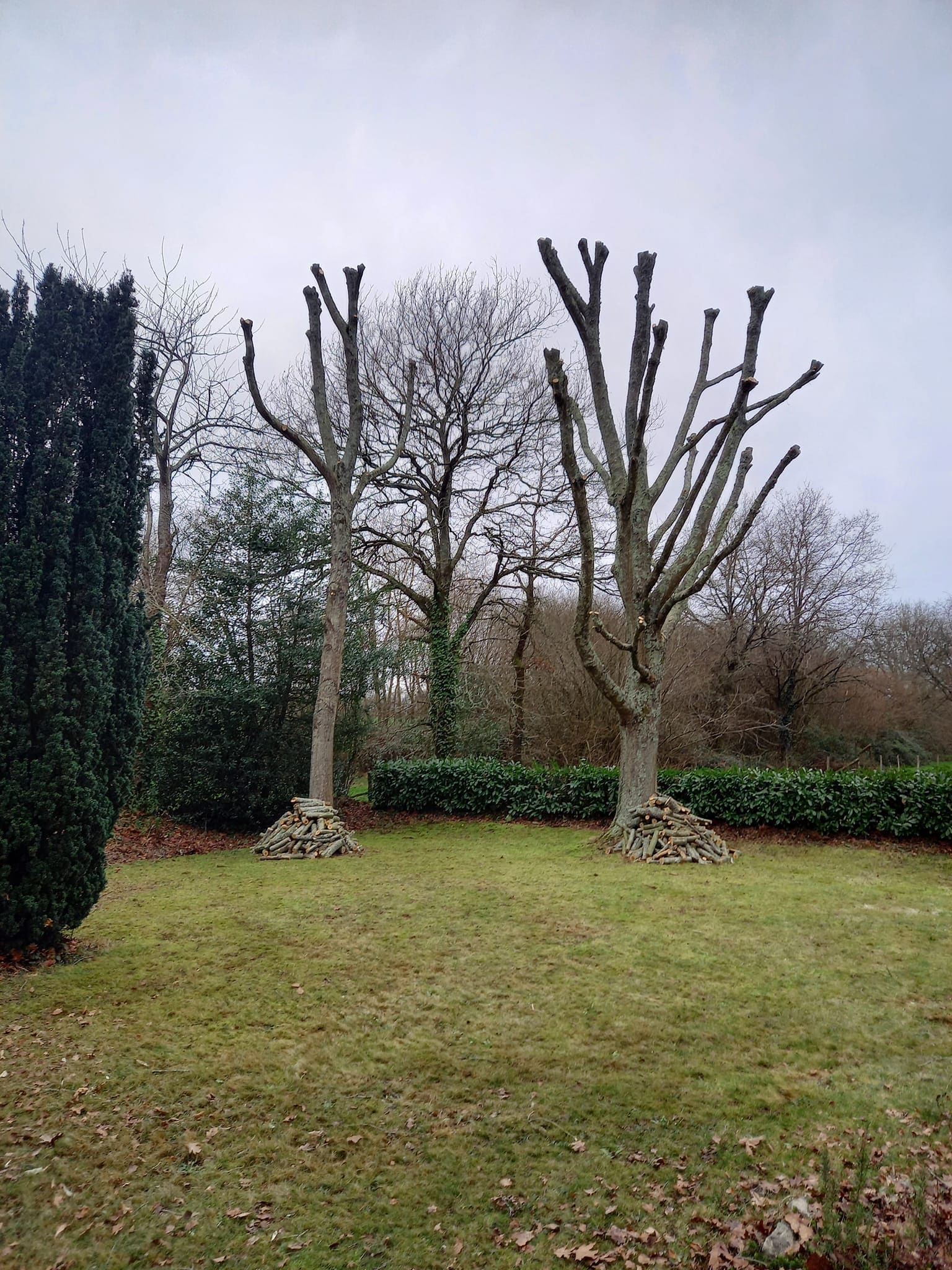 Élagage en hiver - Trouvé Élagage