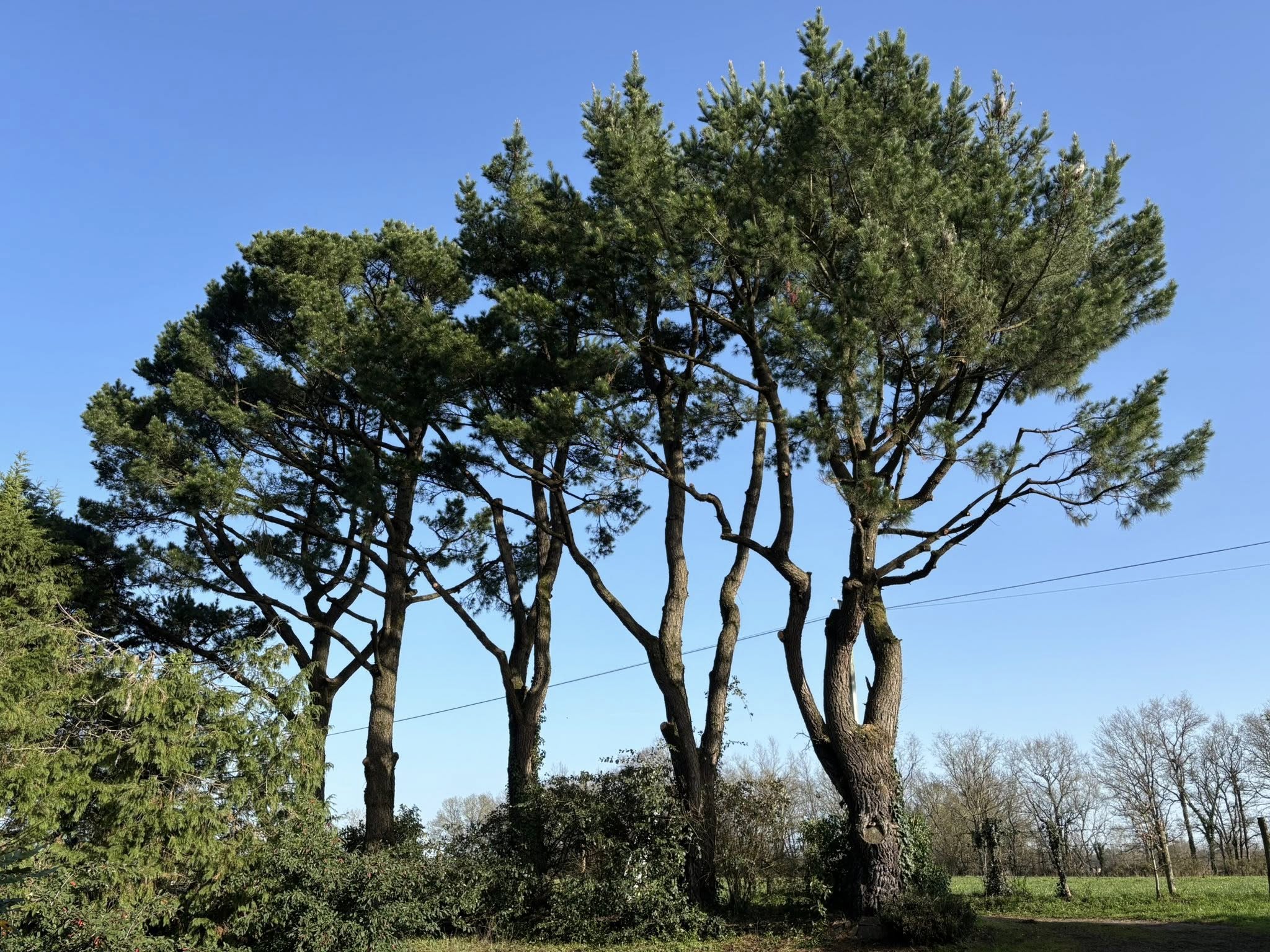 Taille d'éclaircie et sanitaire sur pins — résultat après intervention Trouvé Élagage