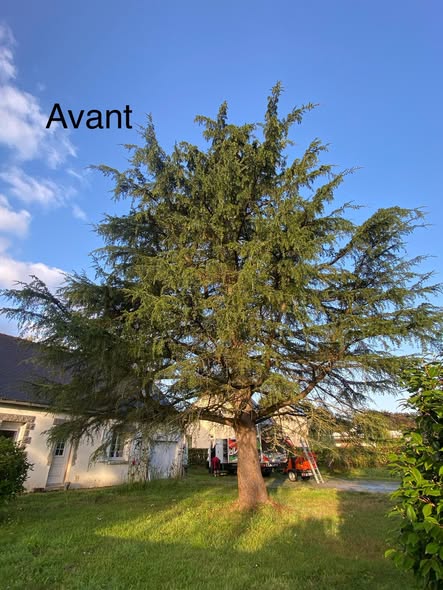 Avant la taille d'éclaircie — houppier dense avant intervention Trouvé Élagage