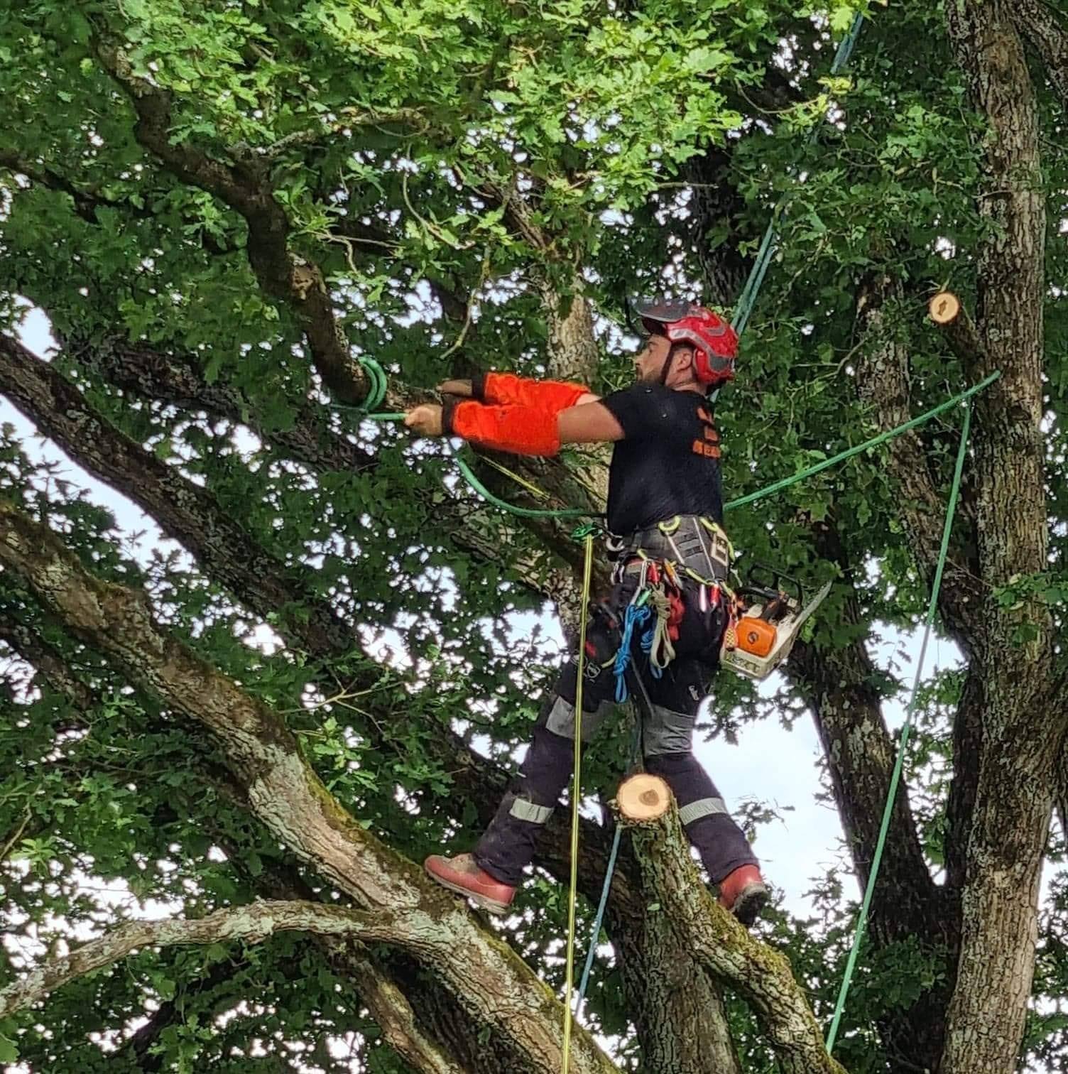 Quand tailler ses arbres - guide par essence