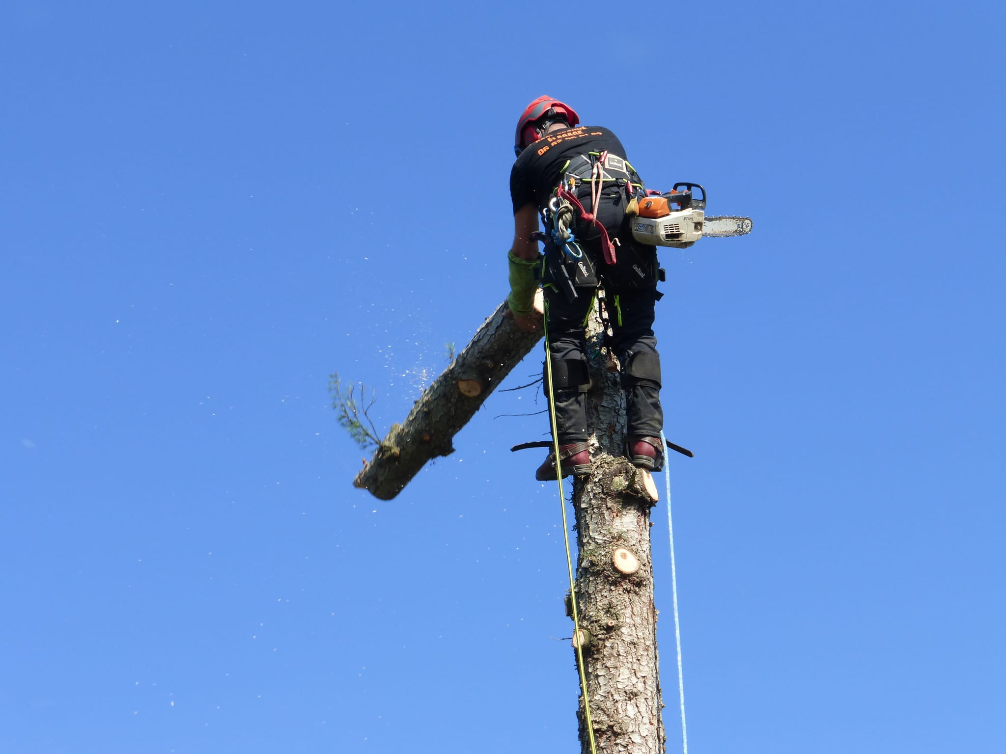 Pourquoi dessoucher après un abattage - Trouvé Élagage