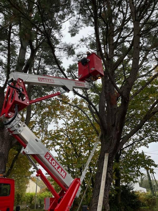 Chantier abattage délicat en Loire-Atlantique